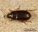 Amara californica - photo 2