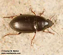 Amara californica - photo 4