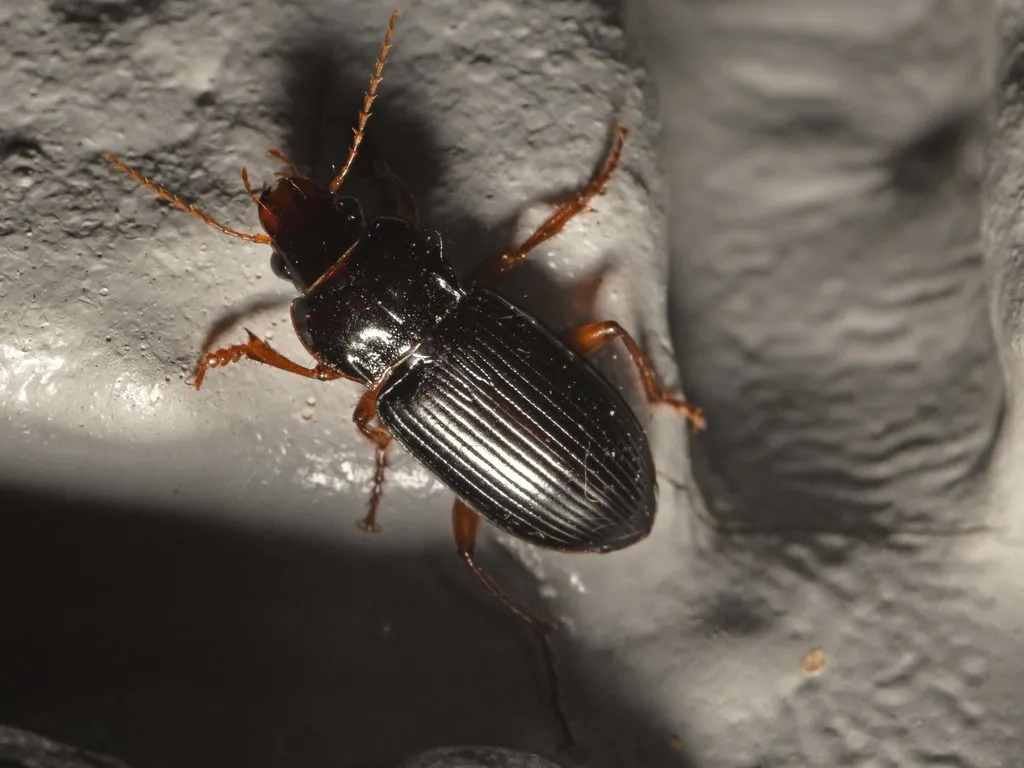 Amara carinata