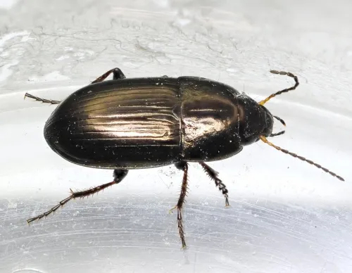 Amara communis
