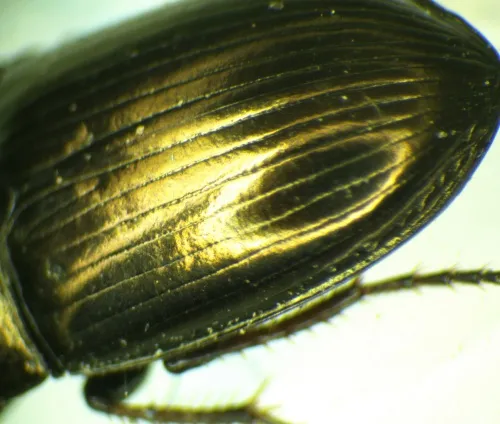 Amara communis - photo 3