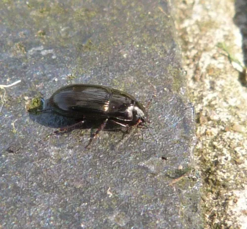Amara communis - photo 4