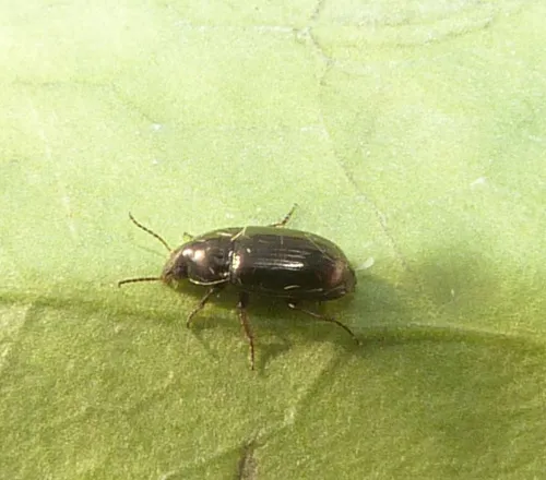 Amara communis - photo 5