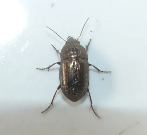 Amara communis - photo 6