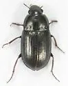 Amara confusa - Amara confusa