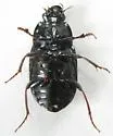 Amara confusa - photo 2