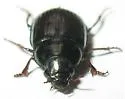 Amara confusa - photo 3