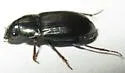 Amara confusa - photo 4
