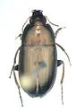 Amara convexa - photo 4