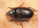 Amara crassispina