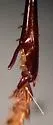 Amara crassispina - photo 5