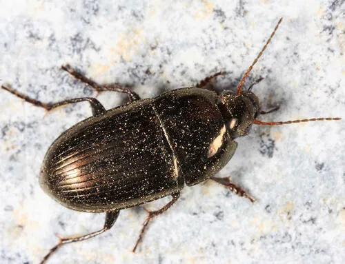 Amara cupreolata - photo 2