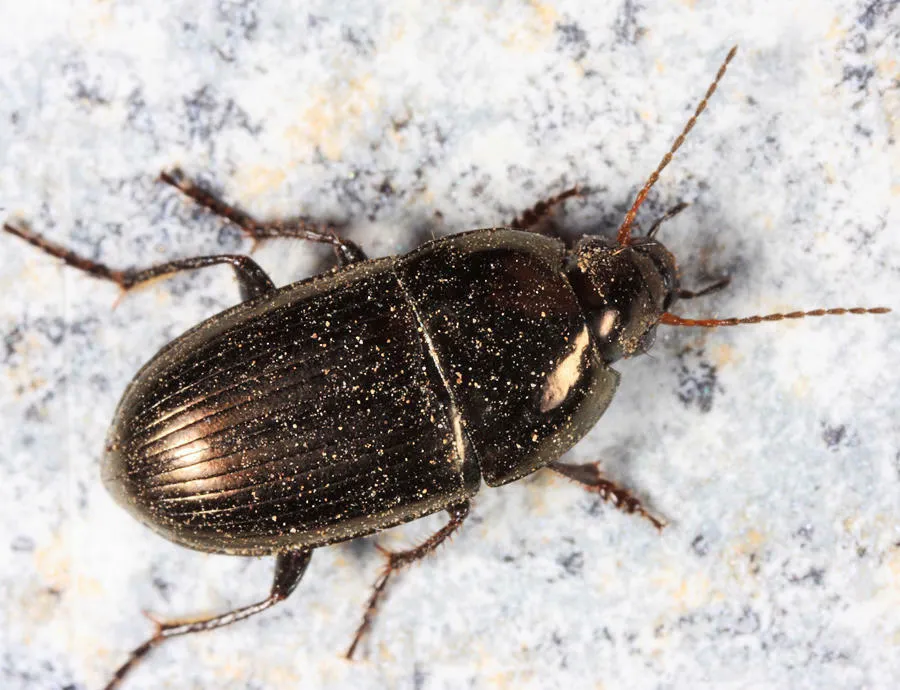 Amara cupreolata - photo 3