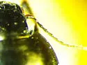 Amara ellipsis - photo 2