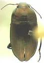 Amara ellipsis - photo 3