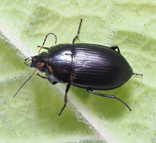 Amara eurynota - Amara eurynota