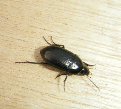 Amara eurynota - photo 2