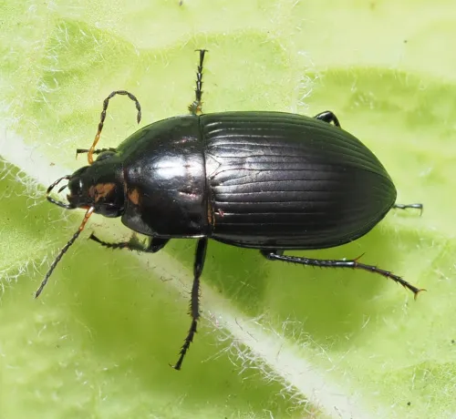 Amara eurynota - photo 3