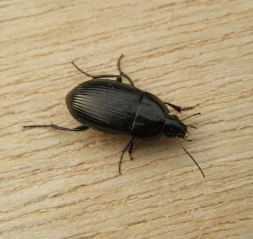Amara eurynota - photo 6
