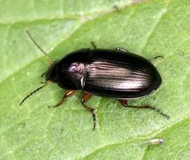 Amara familiaris