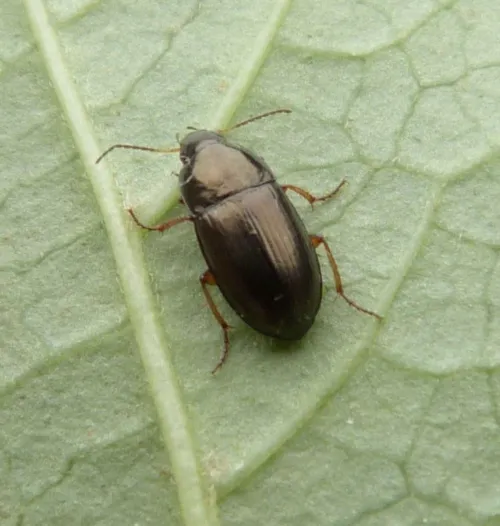 Amara familiaris - photo 2