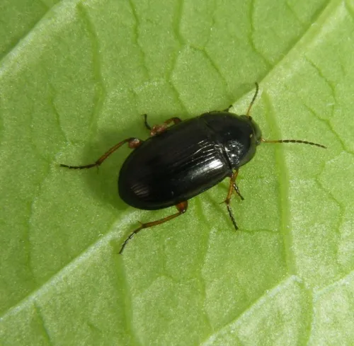 Amara familiaris - photo 3