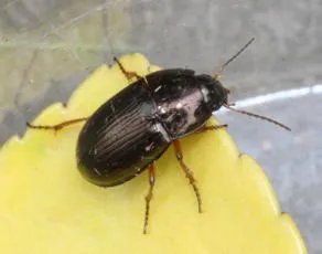 Amara familiaris - photo 5