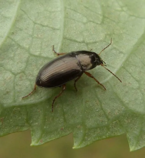 Amara familiaris - photo 6