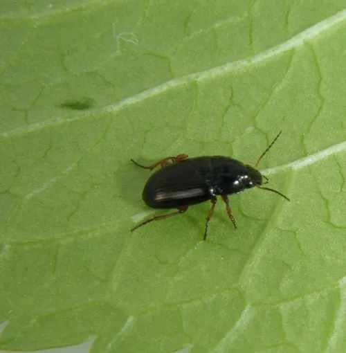 Amara familiaris - photo 7