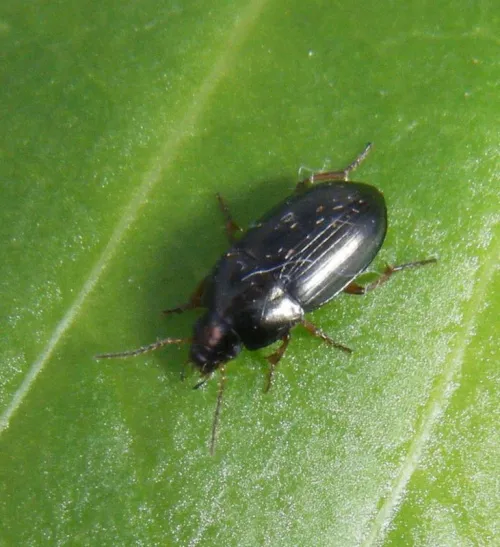 Amara familiaris - photo 8