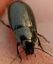 Amara farcta - photo 5