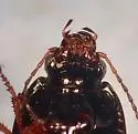 Amara flebilis - photo 3