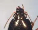 Amara flebilis - photo 4