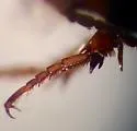 Amara flebilis - photo 5