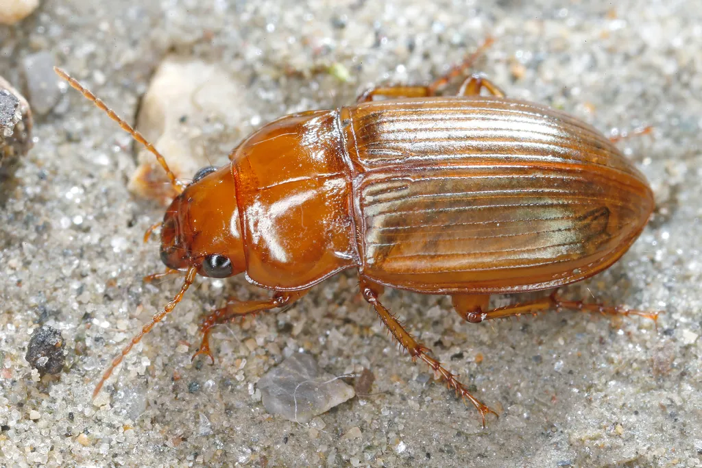Amara fulva - photo 2