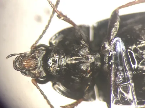 Amara glacialis