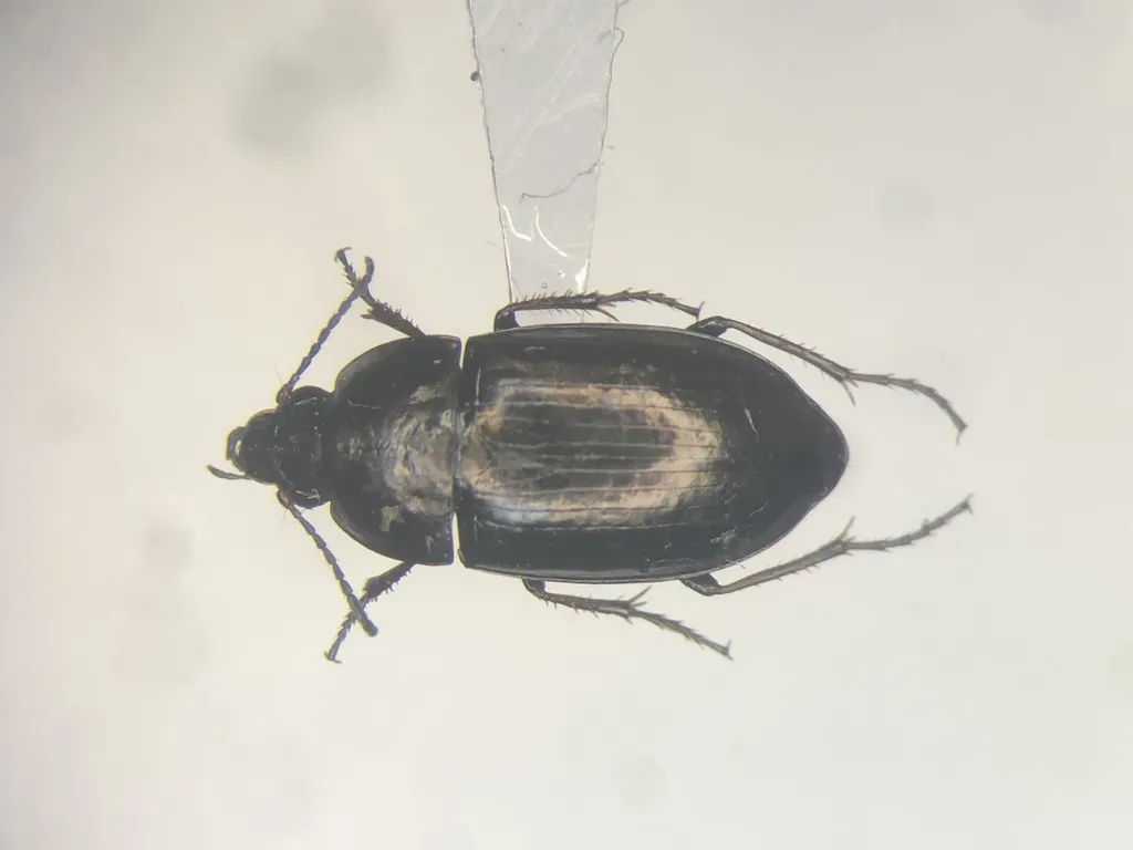 Amara glacialis - photo 3