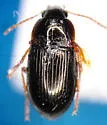 Amara idahoana - Amara idahoana