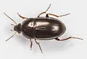 Amara impuncticollis