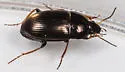 Amara impuncticollis - photo 2