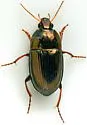 Amara impuncticollis - photo 3