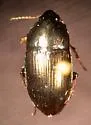 Amara impuncticollis - photo 4