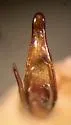 Amara impuncticollis - photo 5
