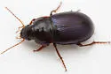 Amara insignis - photo 2