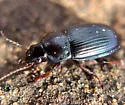Amara insignis - photo 4