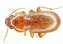 Amara jacobina - Amara jacobina