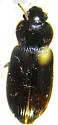 Amara lacustris - Amara lacustris