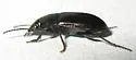 Smooth-winged Sun Beetle - photo 2