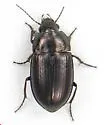 Smooth-winged Sun Beetle - photo 3