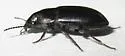 Smooth-winged Sun Beetle - photo 4